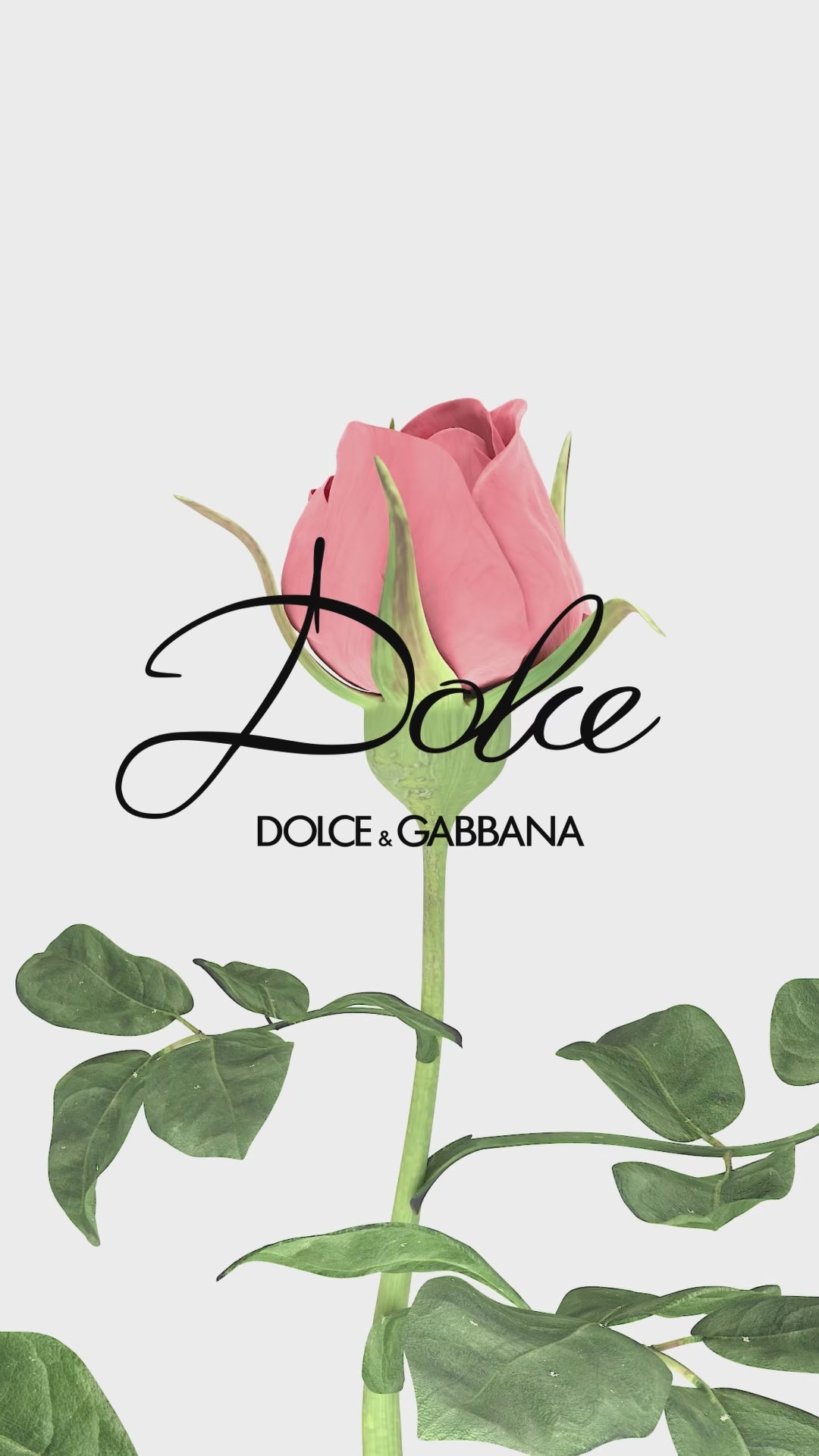 Dolce & Gabbana Q Perfume for Women